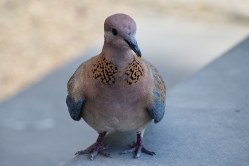 Laughing Dove