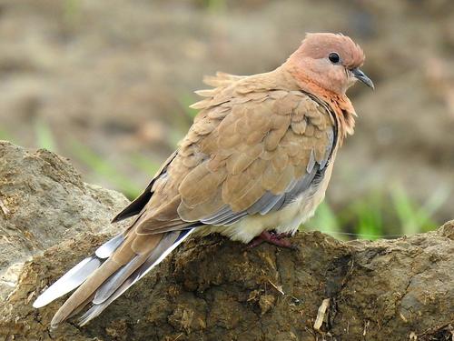 Laughing Dove