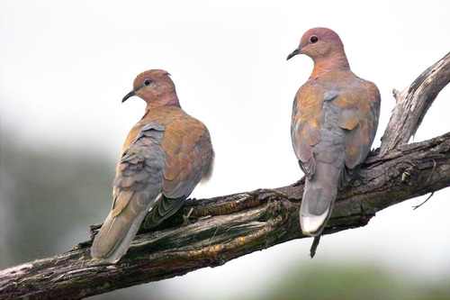 Laughing Dove