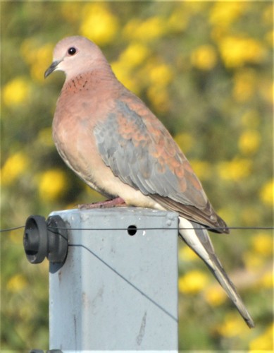 Laughing Dove