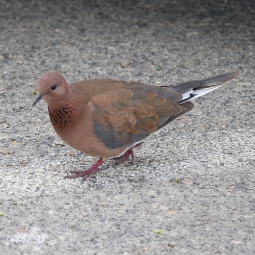 Laughing Dove
