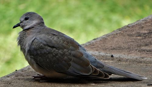 Laughing Dove