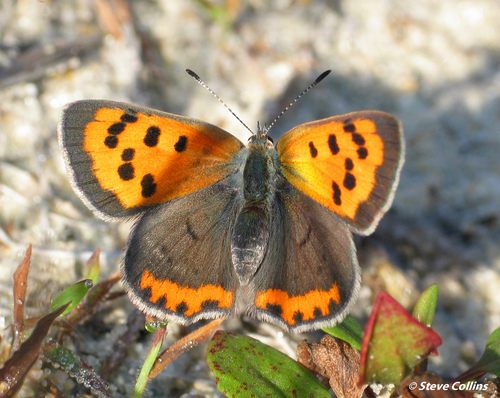 American Copper