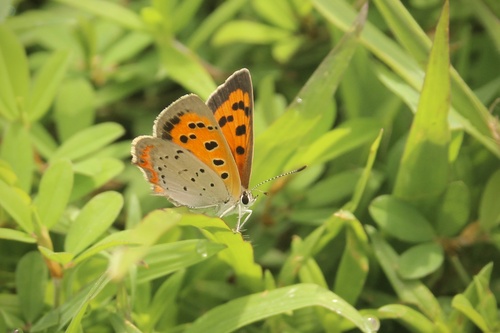 American Copper
