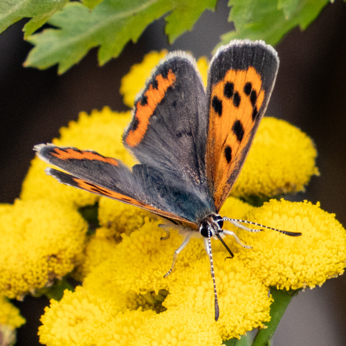 American Copper