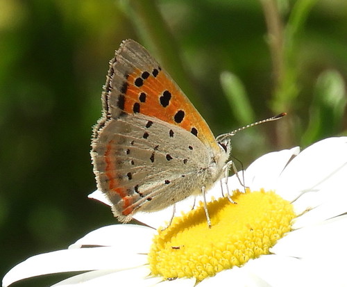 American Copper