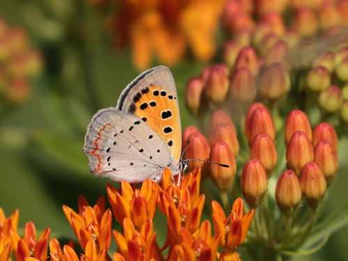 American Copper