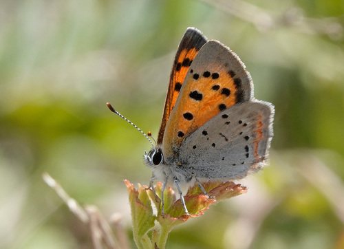 American Copper