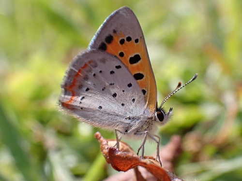 American Copper