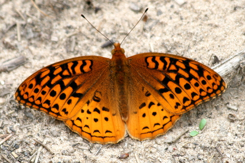 Great Spangled Fritillary
