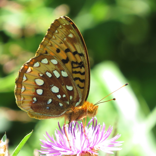 Great Spangled Fritillary