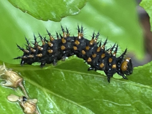 Great Spangled Fritillary