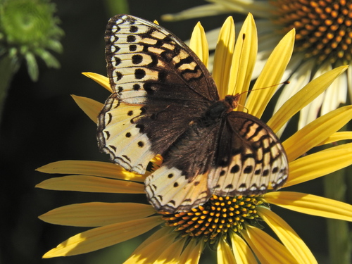 Great Spangled Fritillary