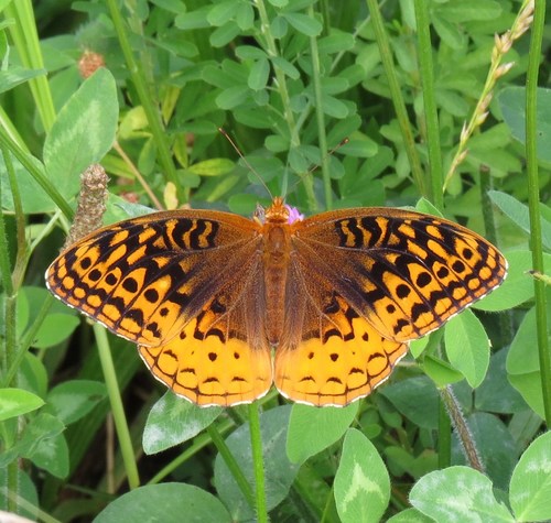 Great Spangled Fritillary