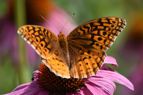 Great Spangled Fritillary
