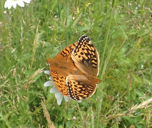 Great Spangled Fritillary