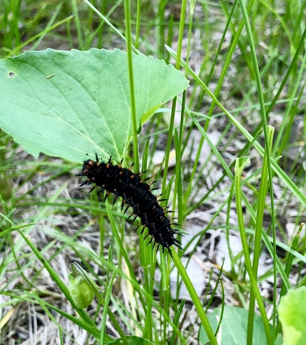Great Spangled Fritillary