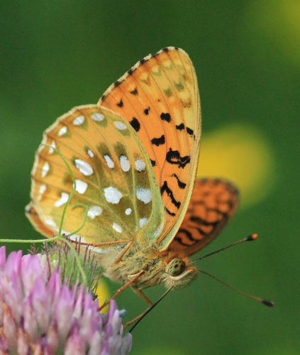 Dark Green Fritillary