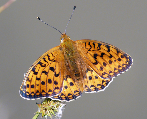 Dark Green Fritillary