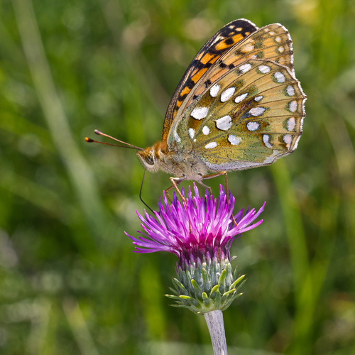 Dark Green Fritillary