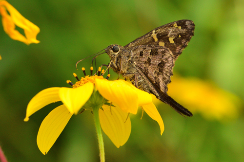 Dorantes Longtail
