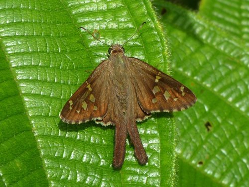 Dorantes Longtail