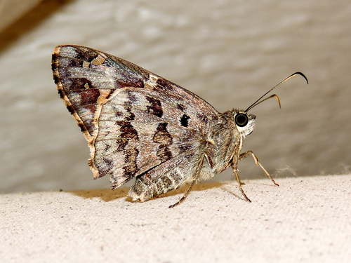 Dorantes Longtail