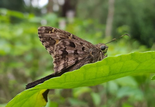 Dorantes Longtail