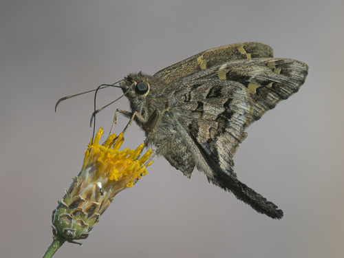 Dorantes Longtail