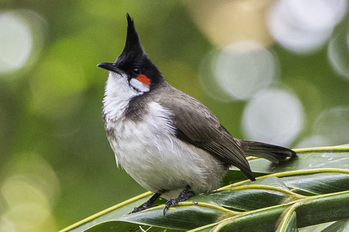 Red-whiskered Bulbul