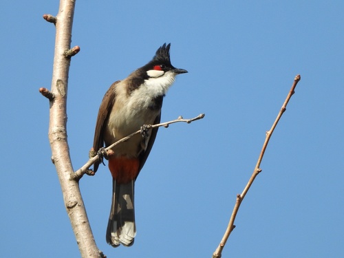Red-whiskered Bulbul