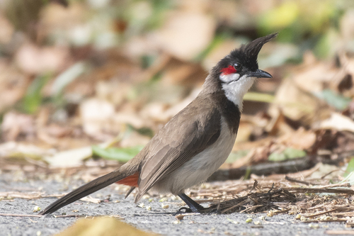 Red-whiskered Bulbul