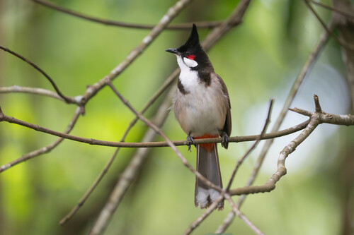 Red-whiskered Bulbul