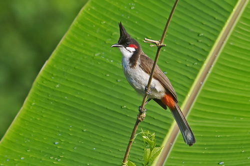 Red-whiskered Bulbul