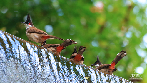 Red-whiskered Bulbul