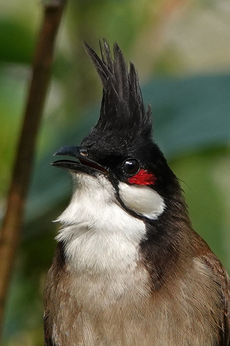 Red-whiskered Bulbul