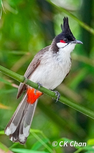 Red-whiskered Bulbul