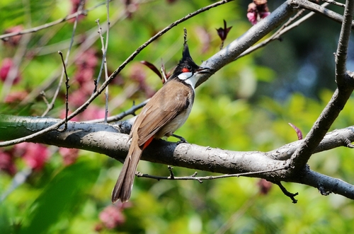 Red-whiskered Bulbul