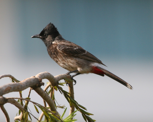 Red-vented Bulbul