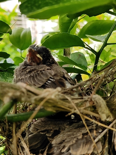Red-vented Bulbul