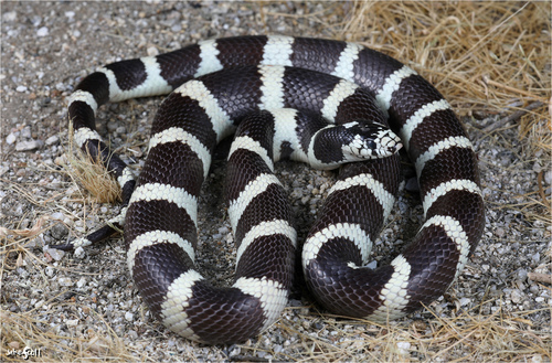 California King Snake