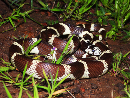 California King Snake