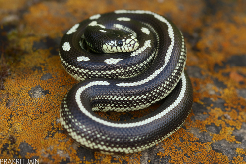 California King Snake