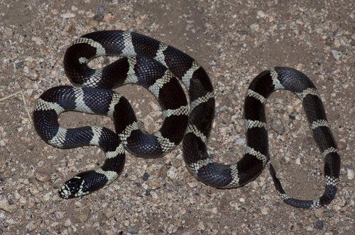 California King Snake