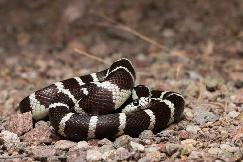California King Snake