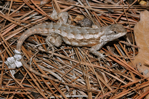 Prairie Lizard