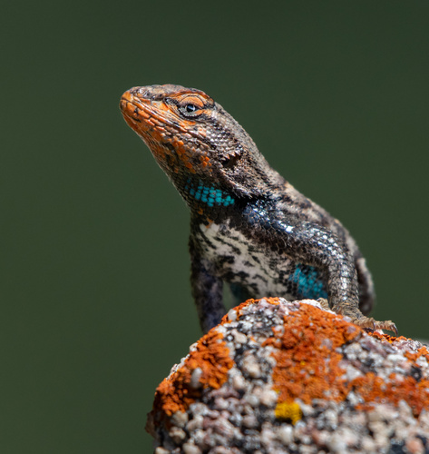 Prairie Lizard
