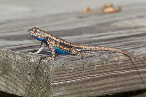 Prairie Lizard