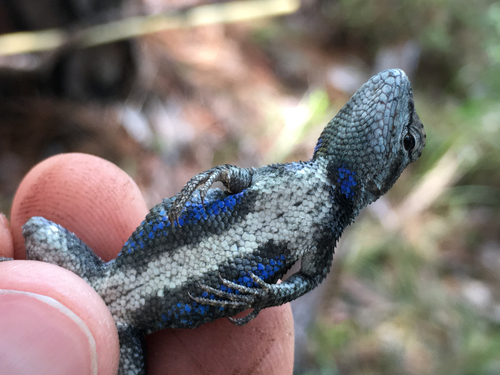 Prairie Lizard