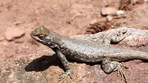 Prairie Lizard